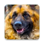 german shepherd wallpaper android application logo